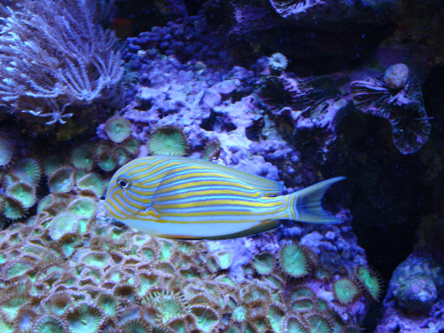  Acanthurus lineatus (Clown or Lined Tang)